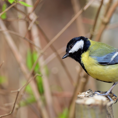 Et si je plantais des haies vives cet automne?